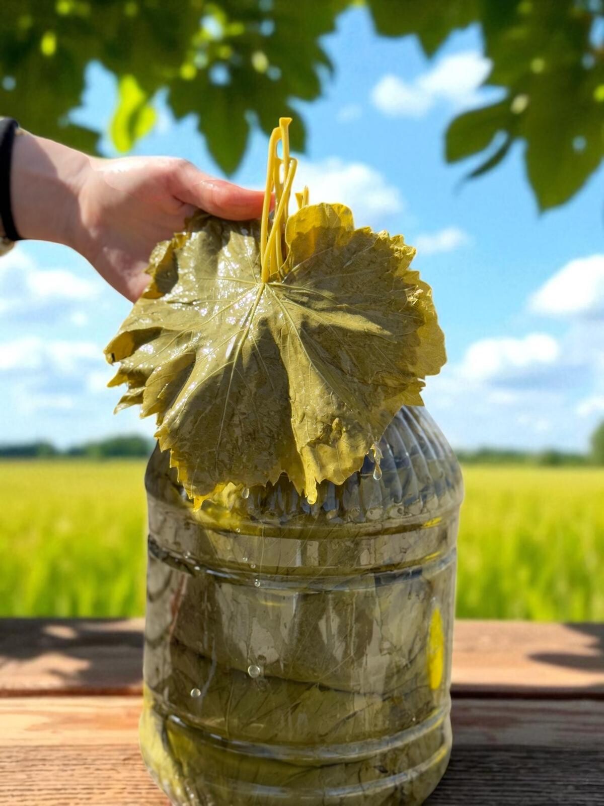 Sultaniye Üzüm Yaprağı