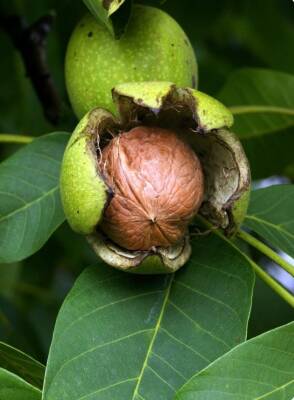 SEBOŞ'TAN KABUKLU CEVİZ(KURU) - Seboş'tan