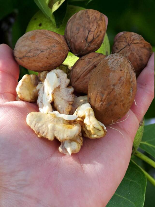 SEBOŞ'TAN KABUKLU CEVİZ(KURU) - 2