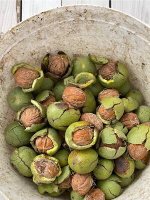 SEBOŞ'TAN KABUKLU CEVİZ(KURU) - 3