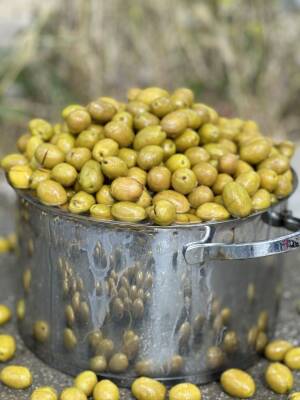 YEŞİL KIRMA TOPAK ZEYTİN - 2